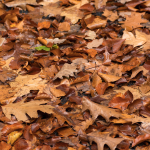 Stop raking! Why experts urge gardeners to leave the leaves where they fall