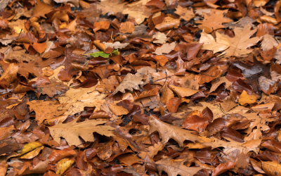 Stop raking! Why experts urge gardeners to leave the leaves where they fall