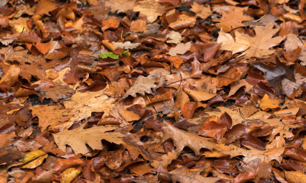 Stop raking! Why experts urge gardeners to leave the leaves where they fall