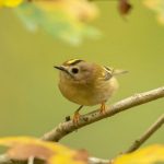 Keep your eyes peeled for the UK’s smallest bird
