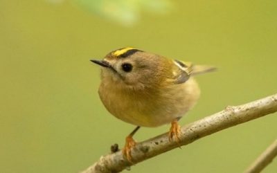 Keep your eyes peeled for the UK’s smallest bird