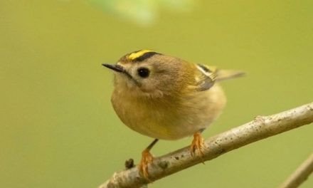 Keep your eyes peeled for the UK’s smallest bird