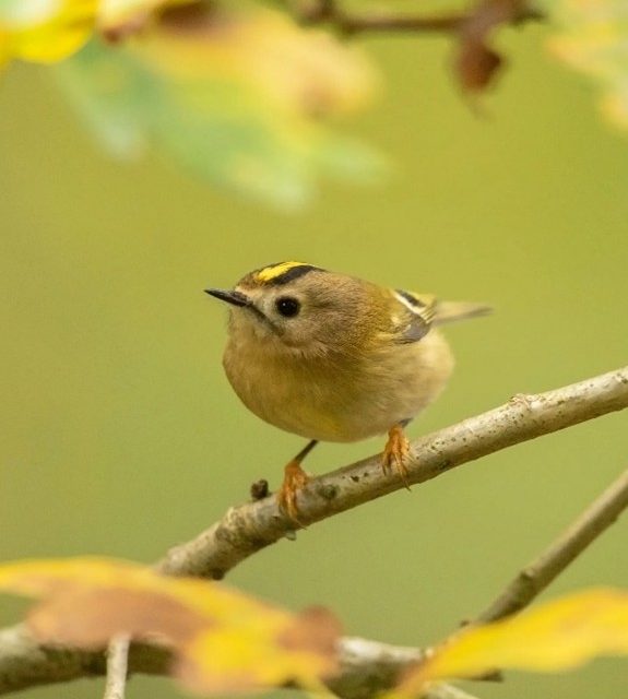 Keep your eyes peeled for the UK’s smallest bird