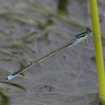 The power of ponds to help wildlife flourish once again