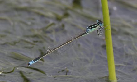 The power of ponds to help wildlife flourish once again