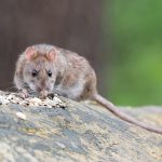 How to stop rats invading your garden this autumn without giving up bird feeding