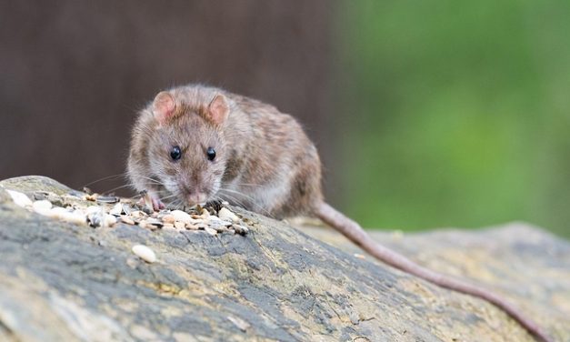 How to stop rats invading your garden this autumn without giving up bird feeding
