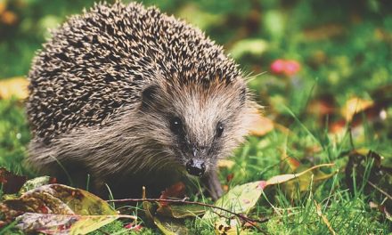 I’m a gardening expert: Here’s FIVE gardening jobs on your to-do list this October…