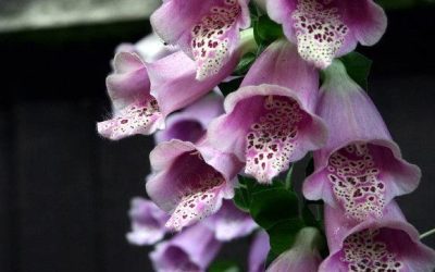 Farnham and Godalming win at the South & South East in Bloom Awards