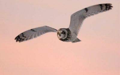 Owls, hooting and a hunting