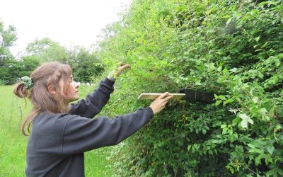Footprint tunnels for Hazel dormice in Surrey this Christmas: Countryside Restoration Trust launches festive appeal