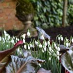 National Garden Scheme West Sussex snowdrop gardens