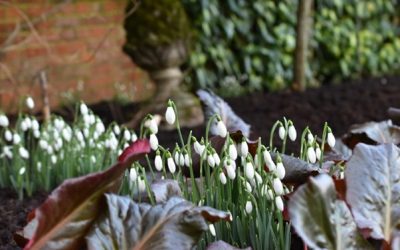 National Garden Scheme West Sussex snowdrop gardens