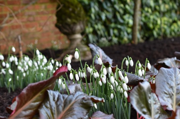National Garden Scheme West Sussex snowdrop gardens