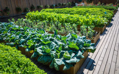 Preparing your garden’s vegetable beds for spring