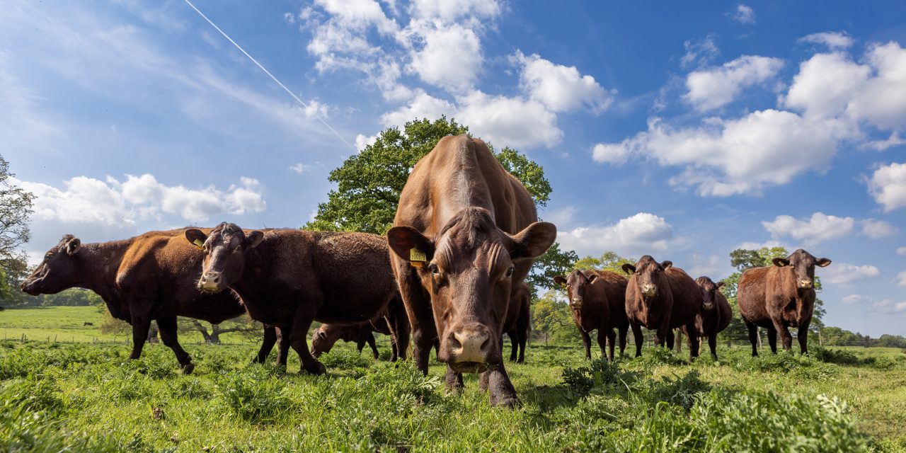 Beyond the Fillet at the Hampton Estate: nose to trail nutrition