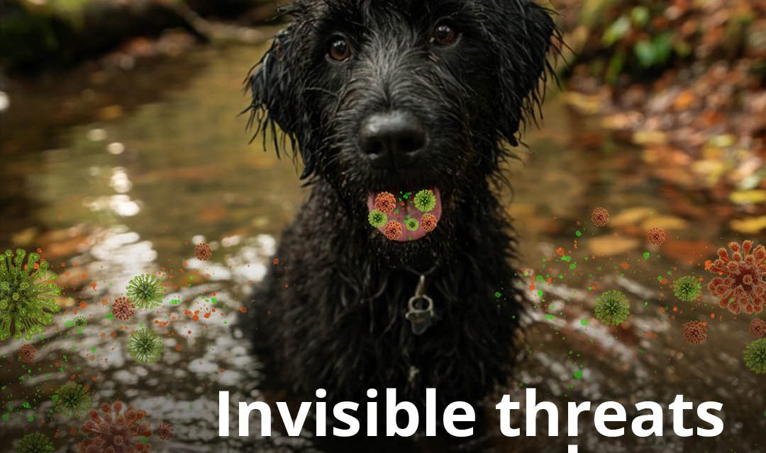 Stop pets dying from a preventable infectious disease