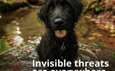 Stop pets dying from a preventable infectious disease