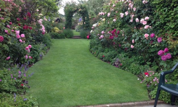 The National Garden Scheme: 4 Hillside Cottages West Stoke: Open in aid of NGS charities