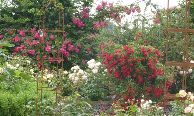 The National Garden Scheme: Apuldram Roses: Open in aid of NGS charities