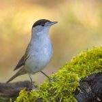 The RSPB issues new guidance for feeding garden birds
