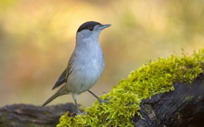 The RSPB issues new guidance for feeding garden birds