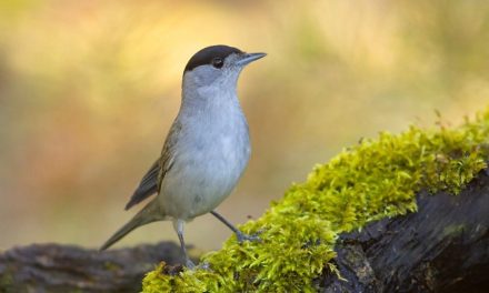 The RSPB issues new guidance for feeding garden birds