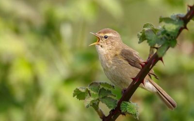 RSPB Dorking and District: Wonderful Warblers