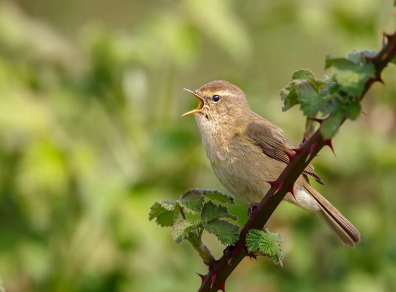 RSPB Dorking and District: Wonderful Warblers