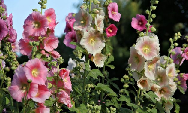 Peaslake Open Gardens