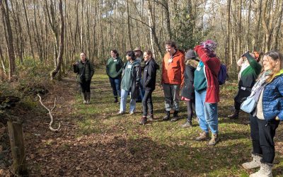 DAiSY launches Sculptural Habitats Programme in collaboration with Surrey Hills Arts