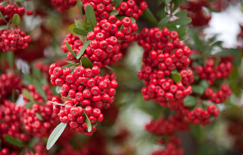 Gardeners urged to plant berry-rich shrubs before March ends