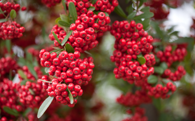 Gardeners urged to plant berry-rich shrubs before March ends
