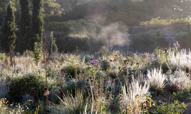 National Garden Scheme: Knepp Castle: Open in aid of NGS charities