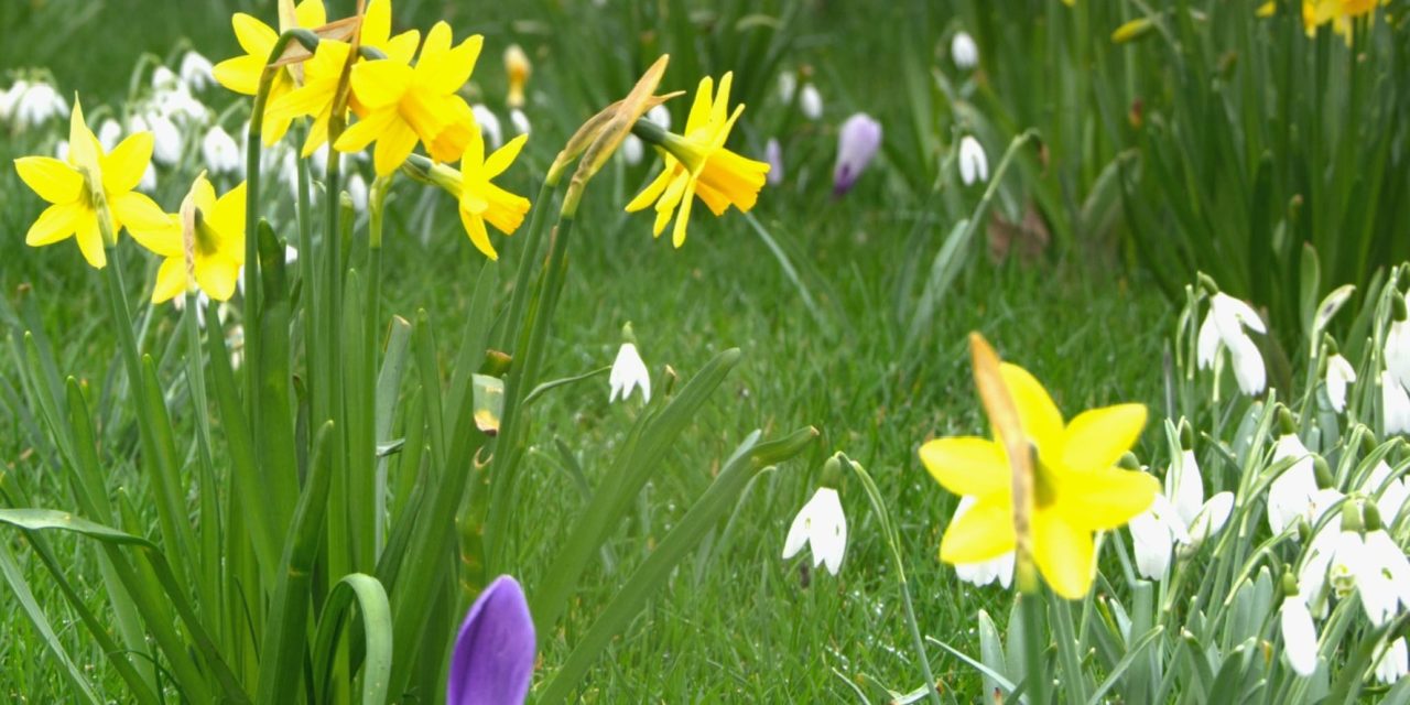 NGS gardens in West Sussex open in April