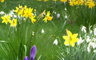 NGS gardens in West Sussex open in April