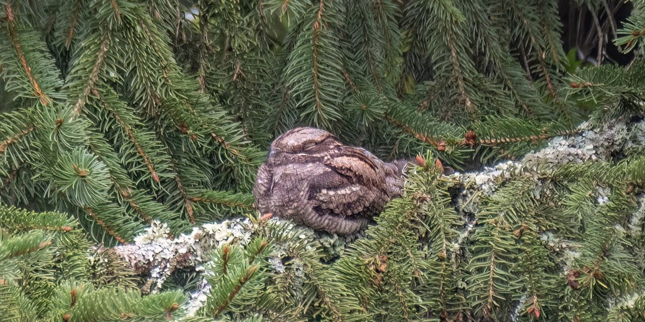 Mythical ‘goatsucker’ bird makes South Downs comeback
