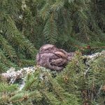 Mythical ‘goatsucker’ bird makes South Downs comeback