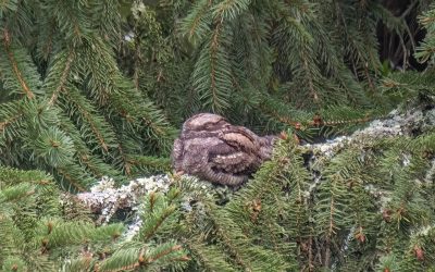 Mythical ‘goatsucker’ bird makes South Downs comeback