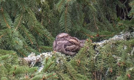 Mythical ‘goatsucker’ bird makes South Downs comeback