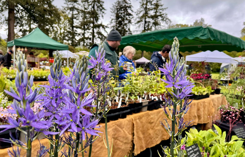 Rare plants, expert growers and a chance to see Ramster’s spring woodland garden in bloom: a garden lover’s perfect day out.