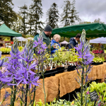 Rare plants, expert growers and a chance to see Ramster’s spring woodland garden in bloom: a garden lover’s perfect day out.