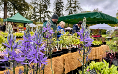 Rare plants, expert growers and a chance to see Ramster’s spring woodland garden in bloom: a garden lover’s perfect day out.