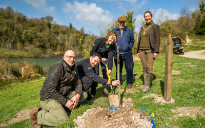 Sycamore Gap tree is planted in South Downs National Park