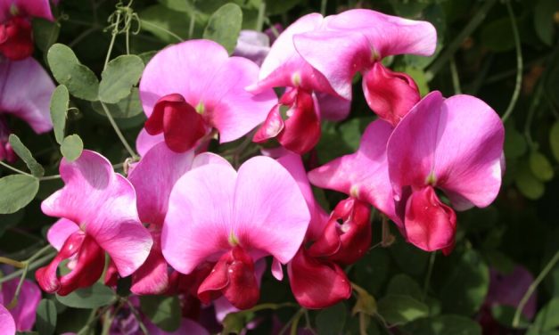 Sweet Pea Show