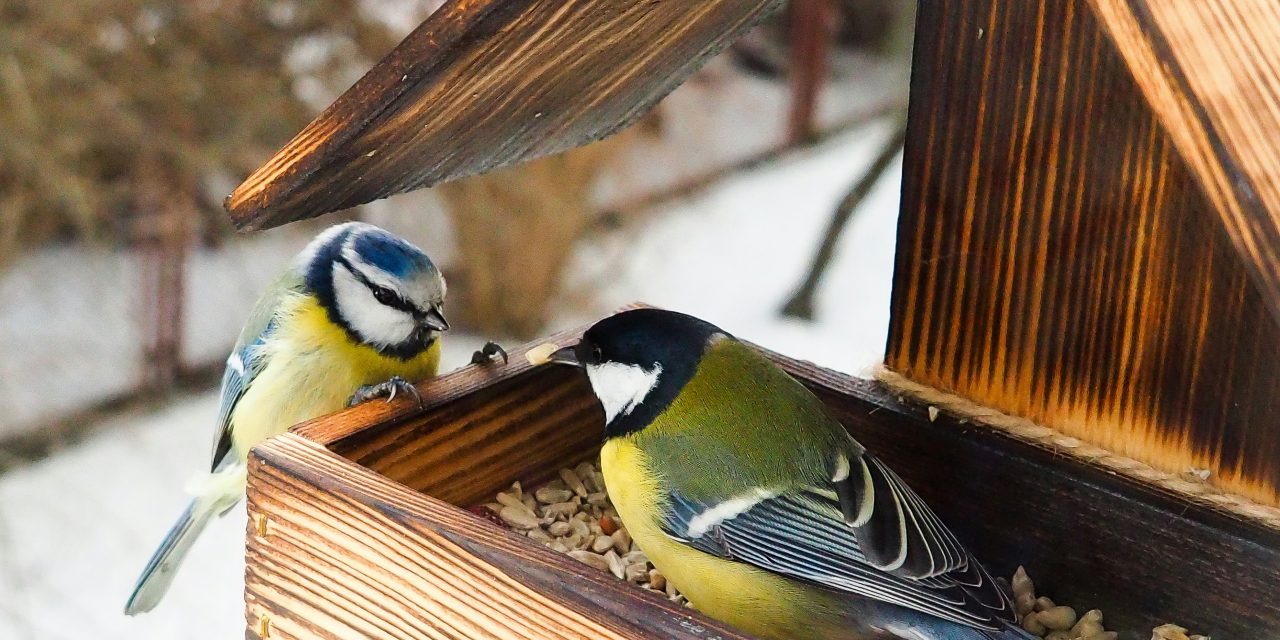Expert reaction to RSPB Garden Bird Feeding announcement