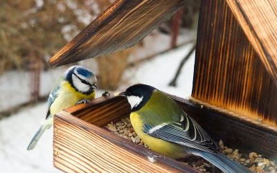 Expert reaction to RSPB Garden Bird Feeding announcement