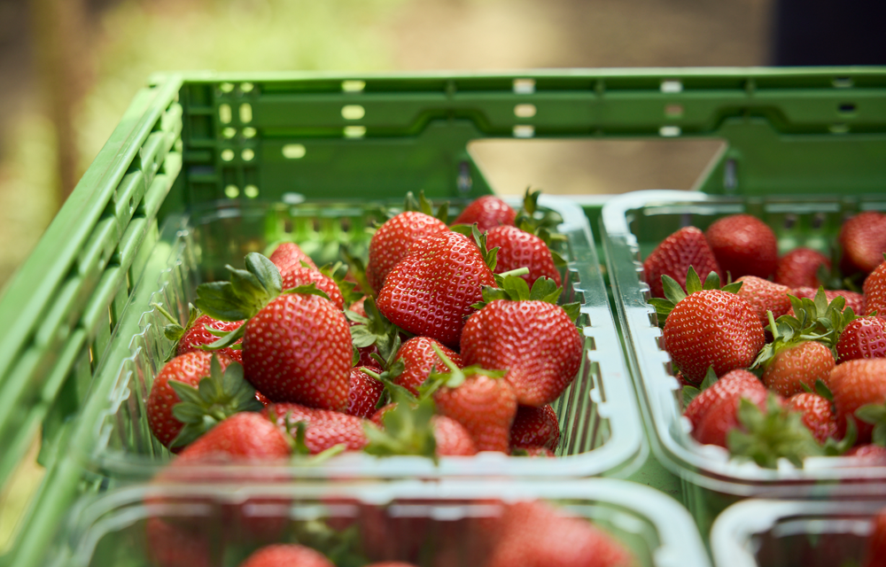 Win a punnet each of blueberries, raspberries and strawberries from Hall Hunter
