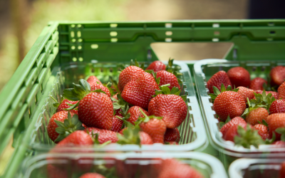 Win a punnet each of blueberries, raspberries and strawberries from Hall Hunter