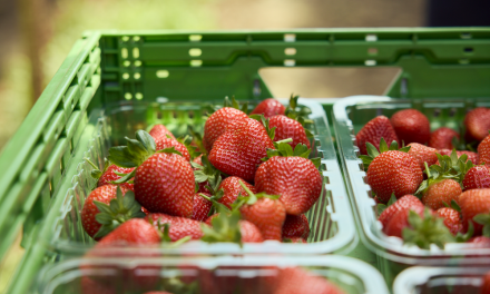 Win a punnet each of blueberries, raspberries and strawberries from Hall Hunter